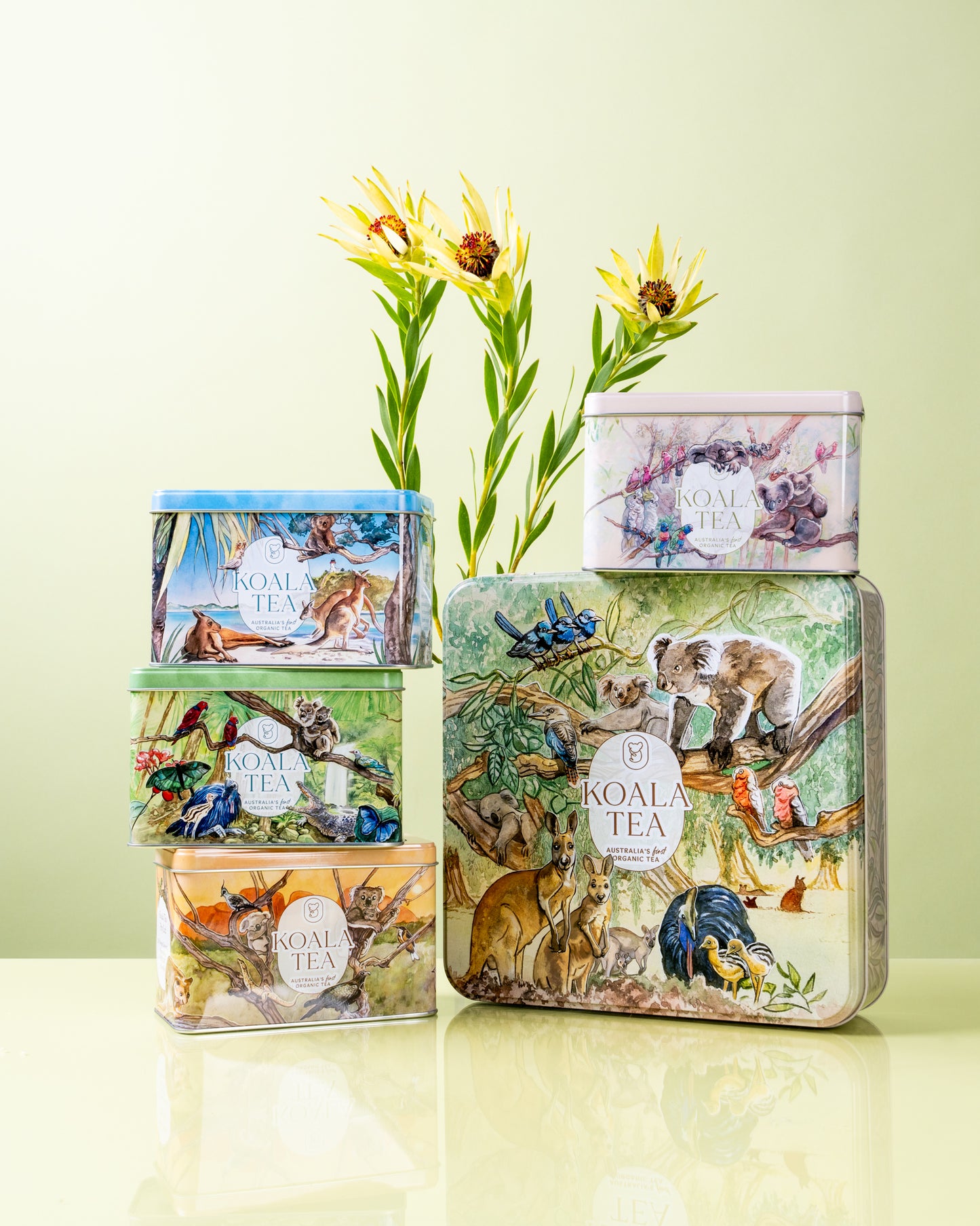 DISCOVERY PREMIUM KOALA GIFT TIN