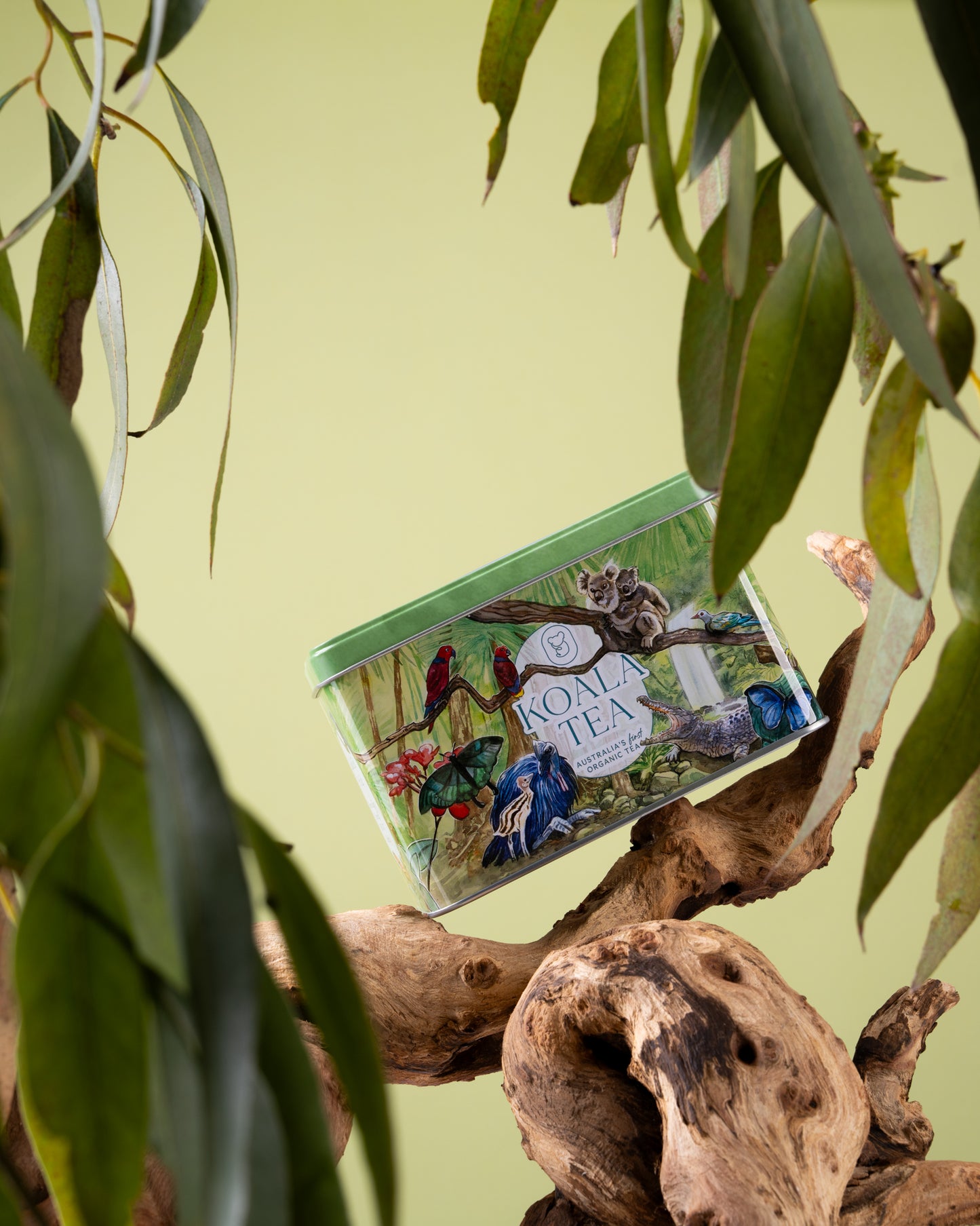 KOALA GIFT TIN RAINFOREST